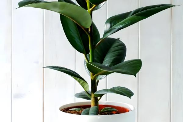 橡皮树能吸收甲醛吗，可以吸收甲醛