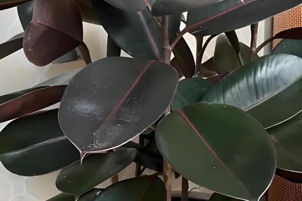 橡皮树能吸收甲醛吗，可以吸收甲醛