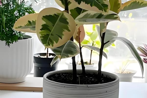 橡皮树能吸收甲醛吗，可以吸收甲醛