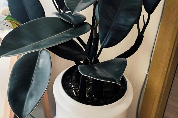 橡皮树能吸收甲醛吗，可以吸收甲醛