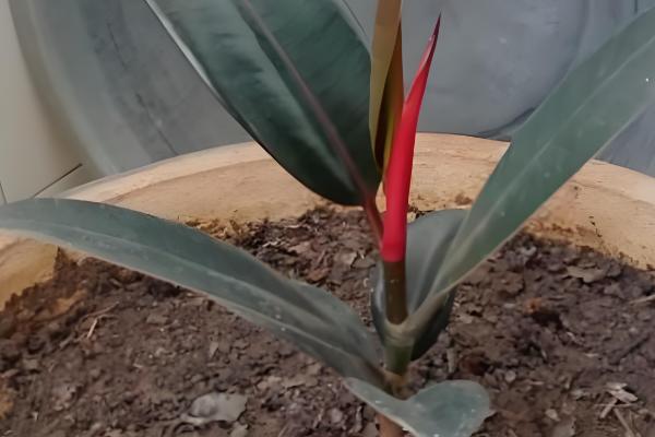 橡皮树能吸收甲醛吗，可以吸收甲醛