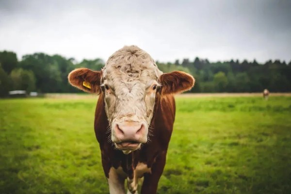 一头牛有多重，通常在0.5吨左右