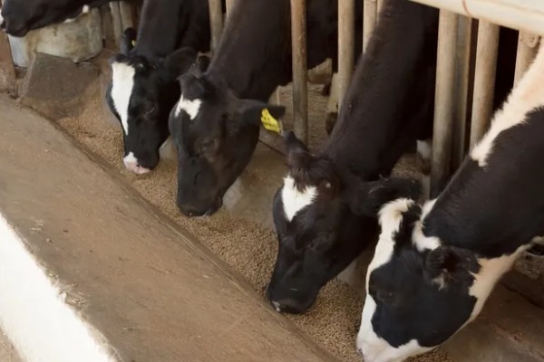 一头牛有多重，通常在0.5吨左右