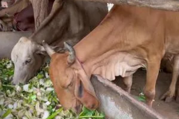 一头牛有多重，通常在0.5吨左右