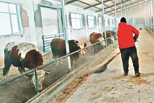 一头牛有多重，通常在0.5吨左右