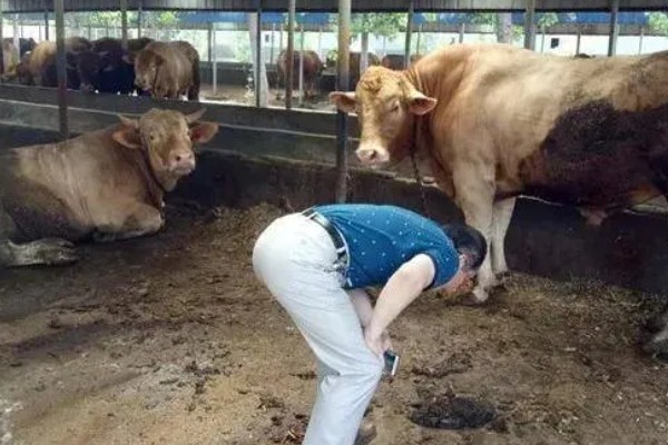 一头牛有多重，通常在0.5吨左右