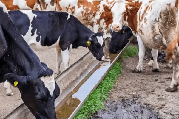 一头牛有多重，通常在0.5吨左右