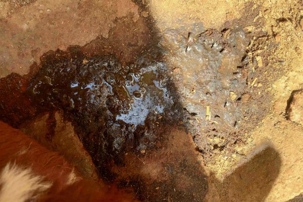 一头牛有多重，通常在0.5吨左右