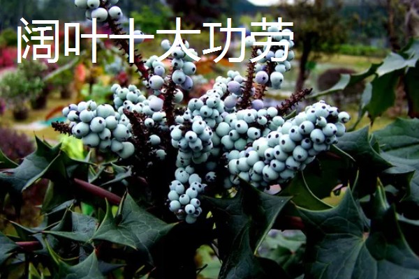阔叶十大功劳与十大功劳有什么区别，叶片、花期、果实均不同