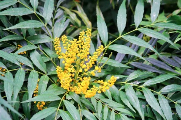 阔叶十大功劳与十大功劳有什么区别，叶片、花期、果实均不同