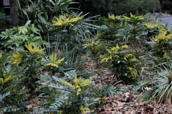 阔叶十大功劳与十大功劳有什么区别，叶片、花期、果实均不同