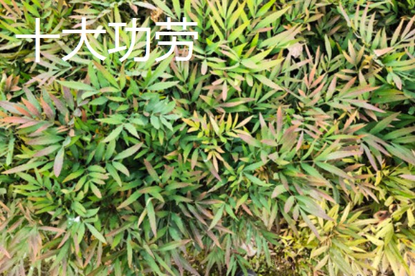 阔叶十大功劳与十大功劳有什么区别，叶片、花期、果实均不同