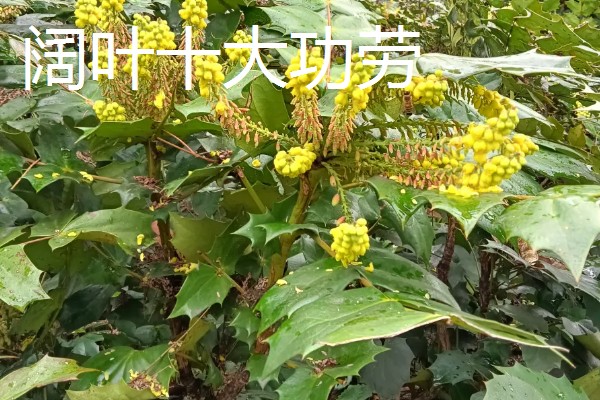 阔叶十大功劳与十大功劳有什么区别，叶片、花期、果实均不同