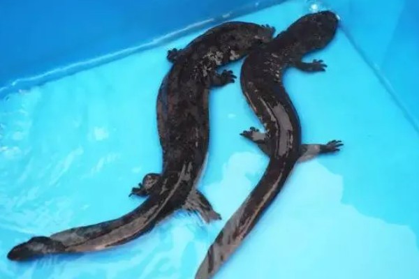 娃娃鱼怎么繁殖,一般是在5-8月份繁殖