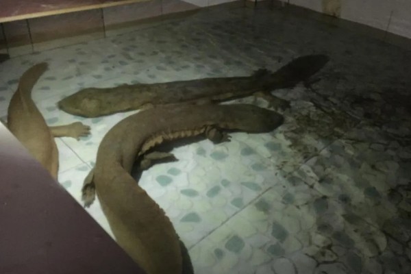 娃娃鱼怎么繁殖,一般是在5-8月份繁殖