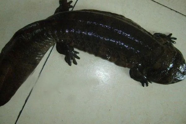 娃娃鱼怎么繁殖,一般是在5-8月份繁殖