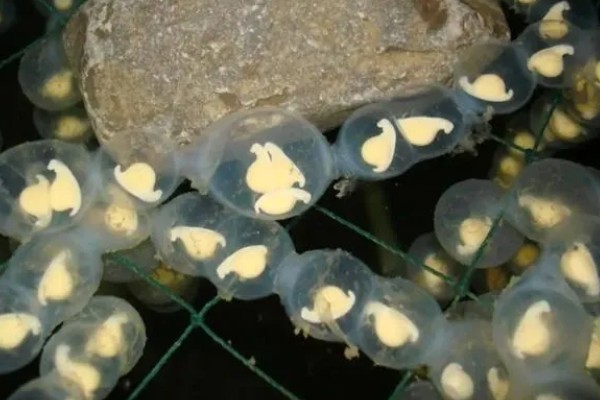 娃娃鱼怎么繁殖,一般是在5-8月份繁殖