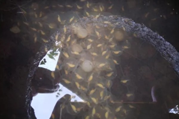 娃娃鱼怎么繁殖,一般是在5-8月份繁殖