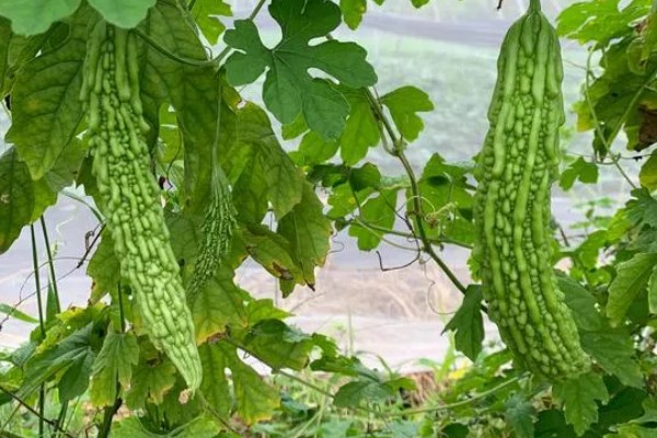 凉性蔬菜有哪些，常见的有生菜、芹菜等