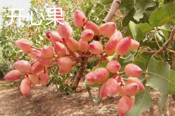 开心果是什么的果实,是开心果树的果实