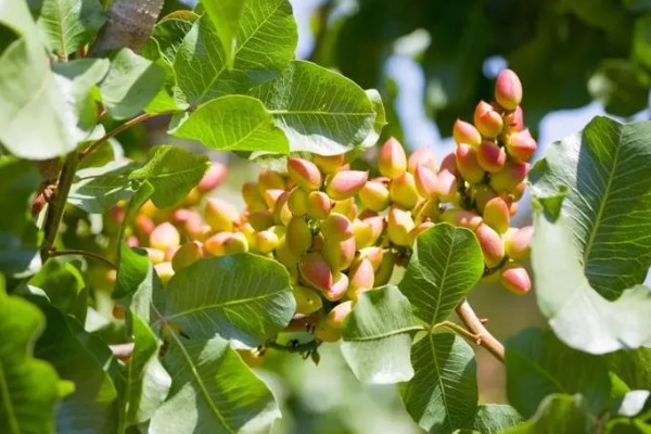 开心果是什么的果实,是开心果树的果实