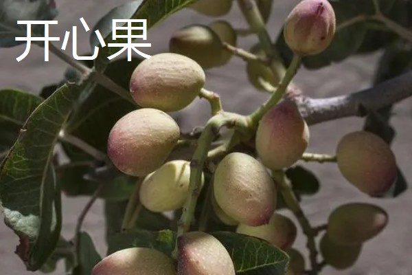 开心果是什么的果实,是开心果树的果实