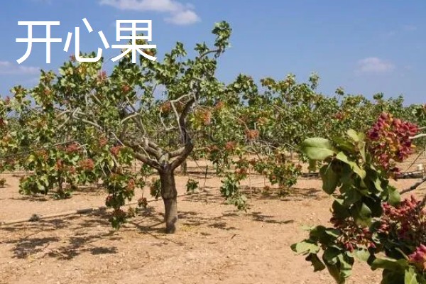 开心果是什么的果实,是开心果树的果实