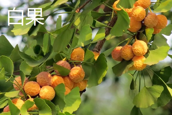 开心果是什么的果实,是开心果树的果实