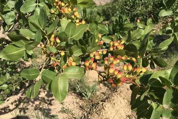 开心果是什么的果实,是开心果树的果实