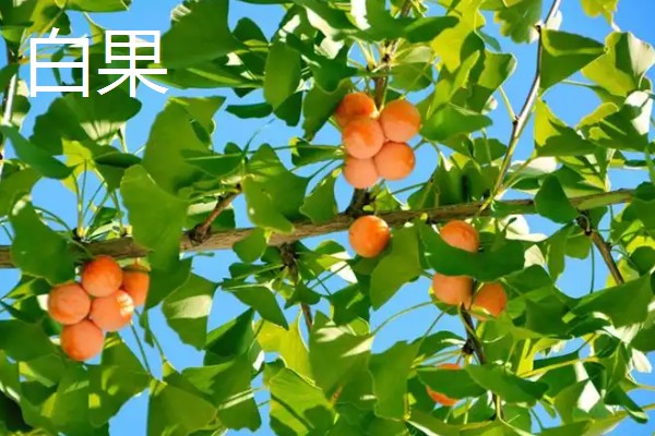 开心果是什么的果实,是开心果树的果实