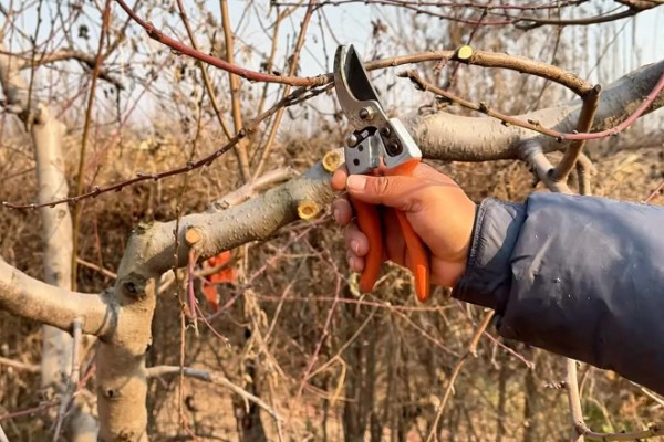 开心果是什么的果实,是开心果树的果实