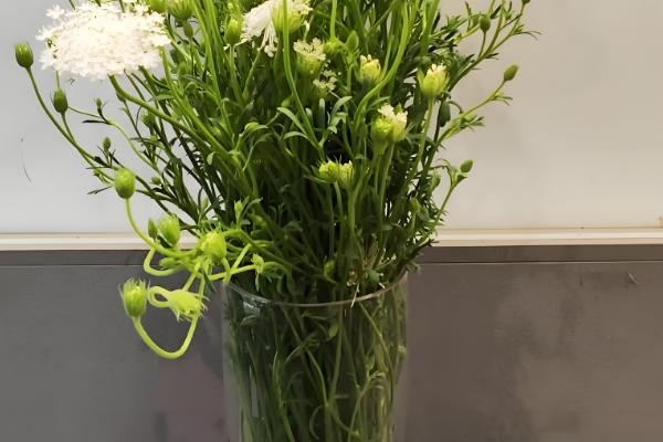 翠珠花水养可以养多长时间,可以养2-3个月