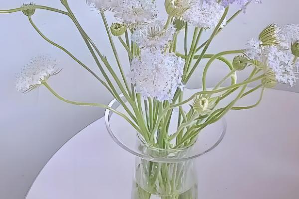 翠珠花水养可以养多长时间,可以养2-3个月