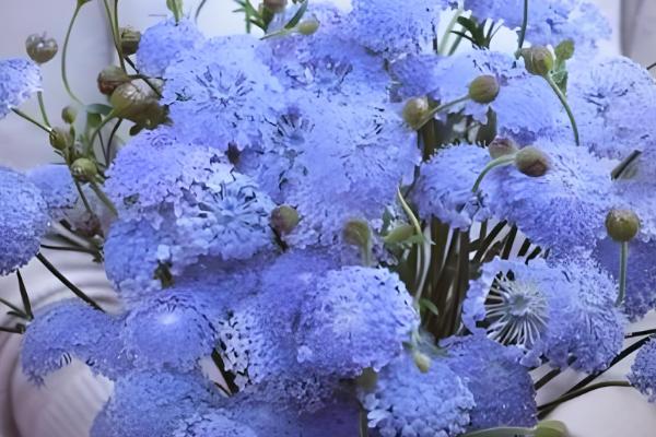 翠珠花水养可以养多长时间,可以养2-3个月