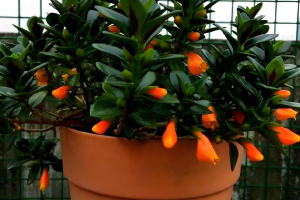 金鱼吊兰怕不怕冷，金鱼吊兰不耐寒