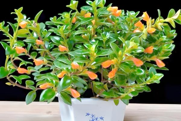 金鱼吊兰怕不怕冷，金鱼吊兰不耐寒