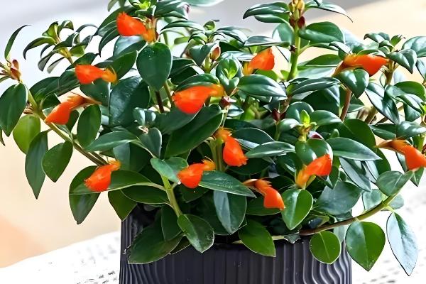 金鱼吊兰怕不怕冷，金鱼吊兰不耐寒