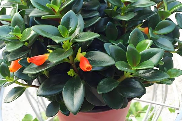 金鱼吊兰怕不怕冷，金鱼吊兰不耐寒