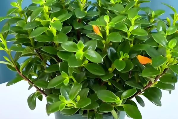 金鱼吊兰怕不怕冷，金鱼吊兰不耐寒