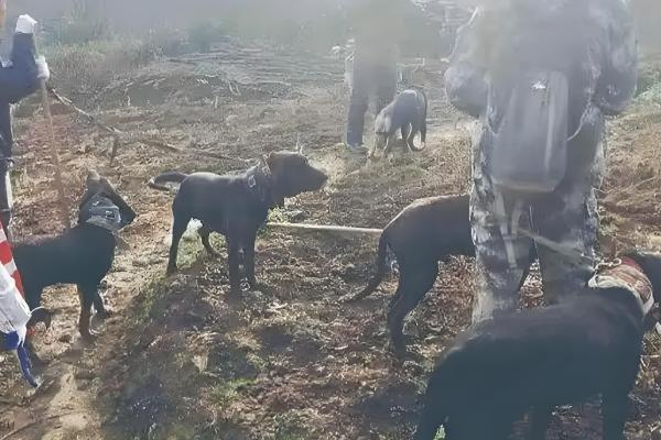 野猪吃庄稼怎么处理,可以设置围墙