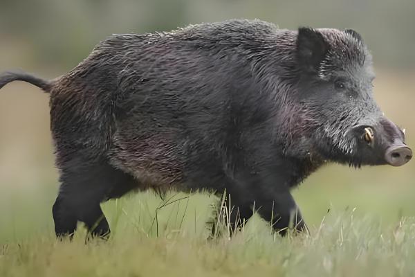 野猪吃庄稼怎么处理,可以设置围墙