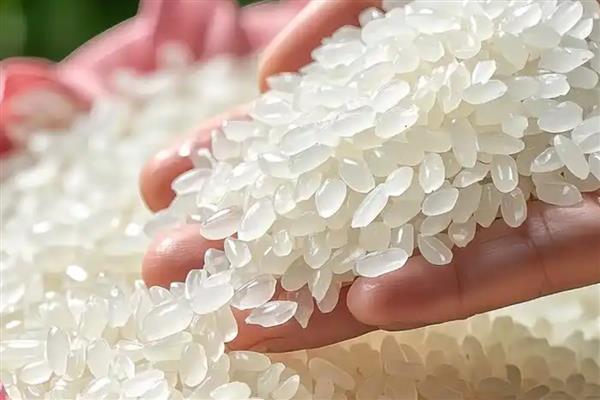 珍珠米和长粒香的区别,分布、形状不同