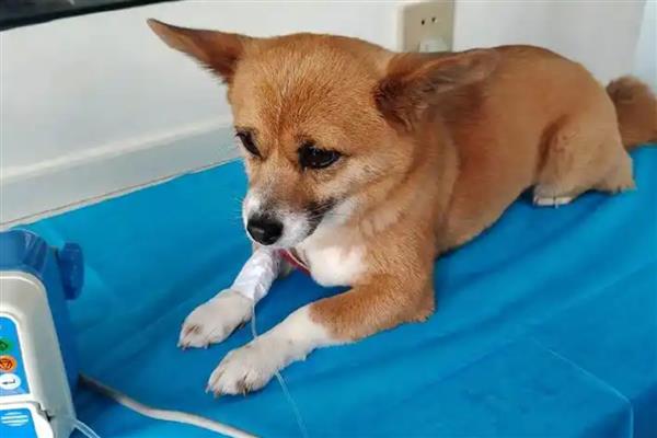 蜱虫在狗体内会引起哪些疾病，会引起埃立克体病、落基山斑疹热等