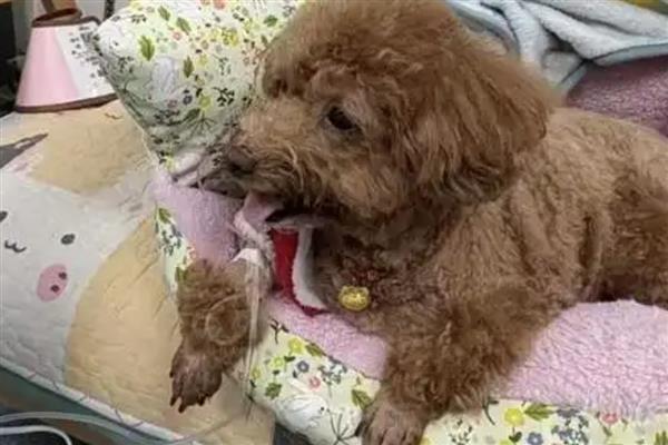 蜱虫在狗体内会引起哪些疾病，会引起埃立克体病、落基山斑疹热等