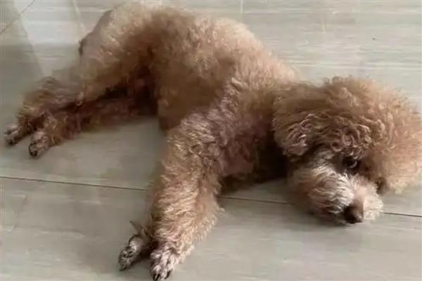 蜱虫在狗体内会引起哪些疾病，会引起埃立克体病、落基山斑疹热等