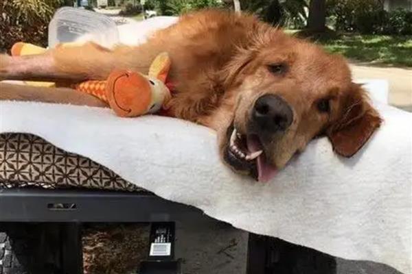 蜱虫在狗体内会引起哪些疾病，会引起埃立克体病、落基山斑疹热等