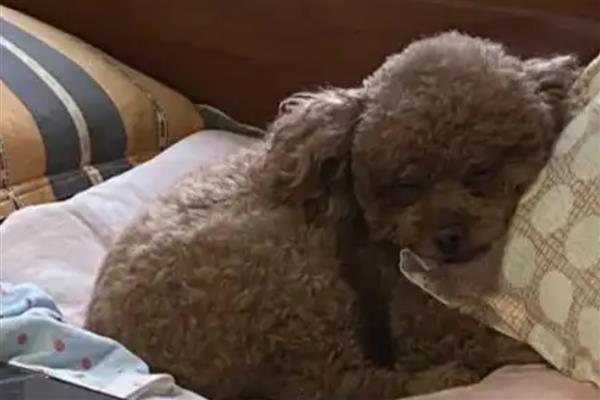 蜱虫在狗体内会引起哪些疾病，会引起埃立克体病、落基山斑疹热等