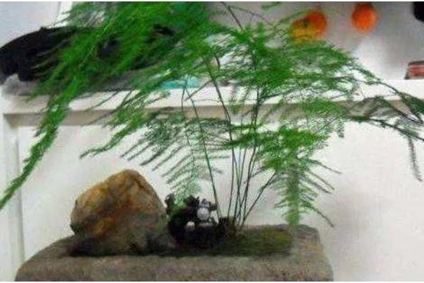 文竹不开花的原因,低温、强光、缺肥都会导致