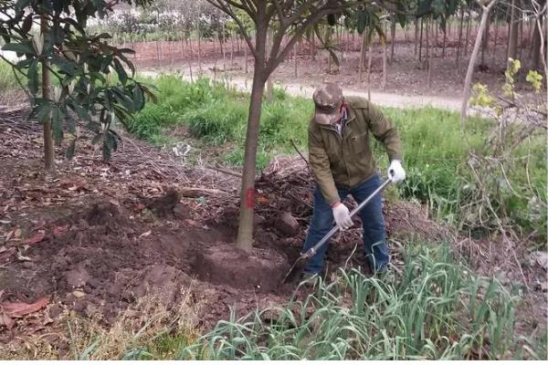 枇杷树移栽多久才能看出已经成活，经过一个月左右便可看出成活状况