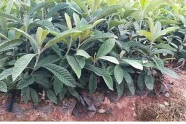 枇杷树移栽多久才能看出已经成活，经过一个月左右便可看出成活状况